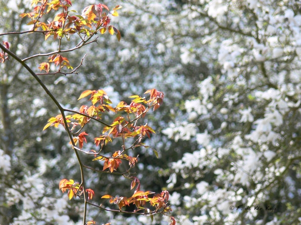Bois des Moutiers (2) avril 2012